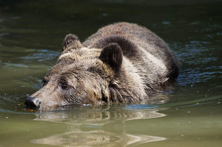 gấu, bơi lội, nước, cảm thấy ở nhà, động vật hoang dã, động vật có vú, động vật