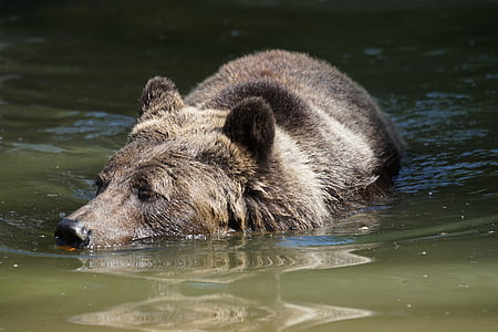 beruang, berenang, air, merasa di rumah, satwa liar, Mamalia, hewan