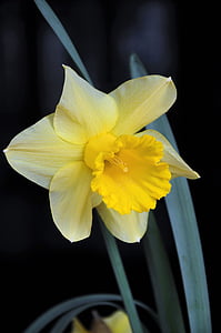 daffodil, color, spring flowers, flower garden