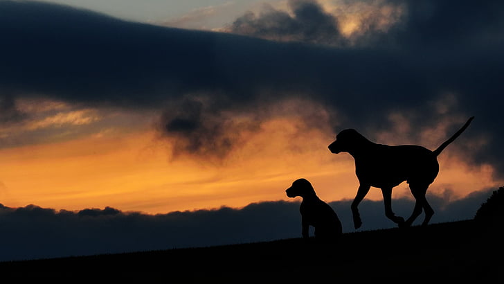 silhouette, two dogs, sunset, dusk, animal themes, sky, one animal
