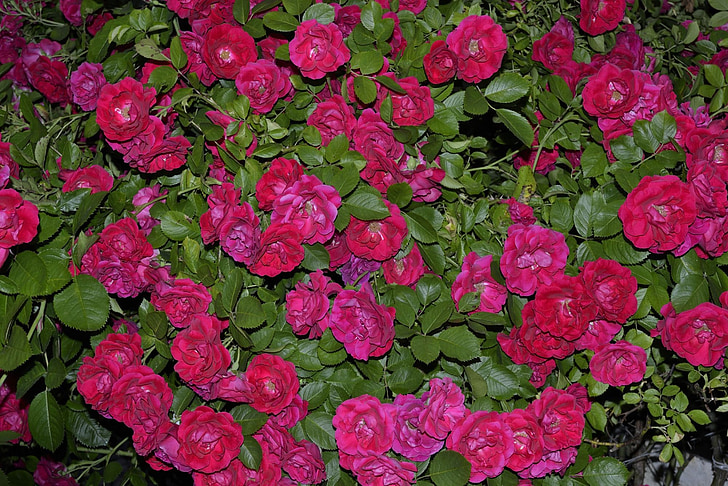 Bush, roses, jardin, Rose