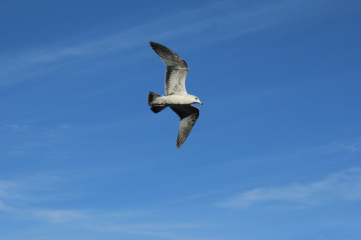 ave, seagull, bird, sky, wings, birds, bird watching