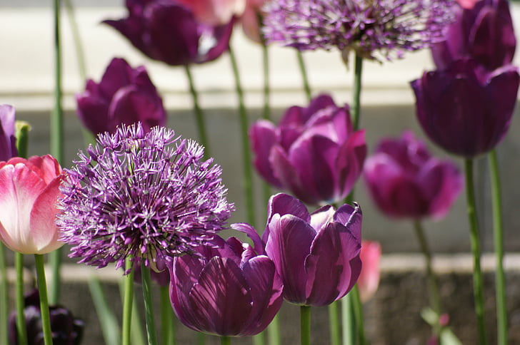 tulipes, porpra, violeta, flors, primavera