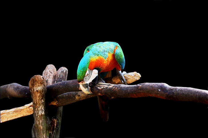 arara on black background, bird, colorful, arara canindé, on the branch