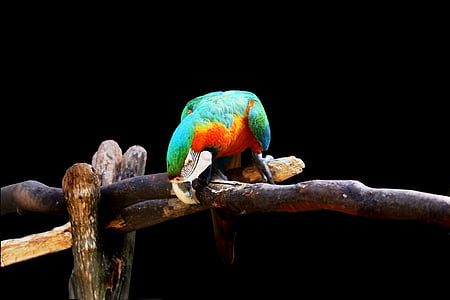 Arara en fondo negro, pájaro, colorido, Arara canindé, en la rama