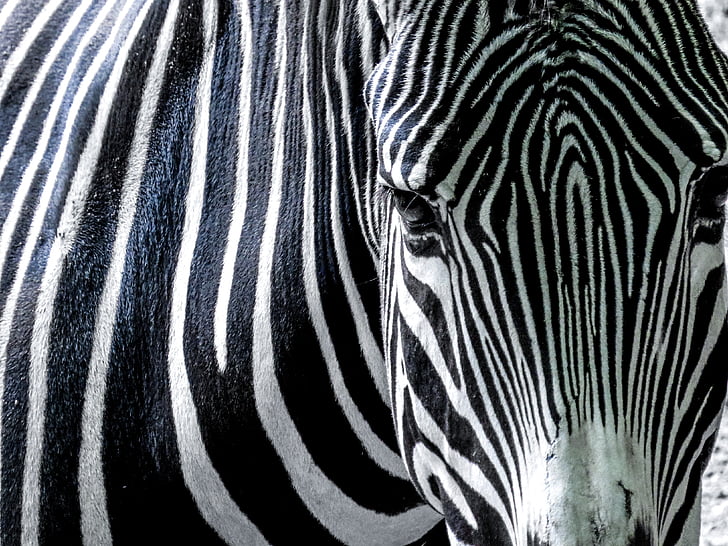 Zebra, schwarz / weiß, Afrika, gestreift, Zebrastreifen, Augen, Kopf