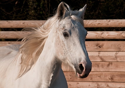 horse, white, portrait, mare, head, one animal, animal body part