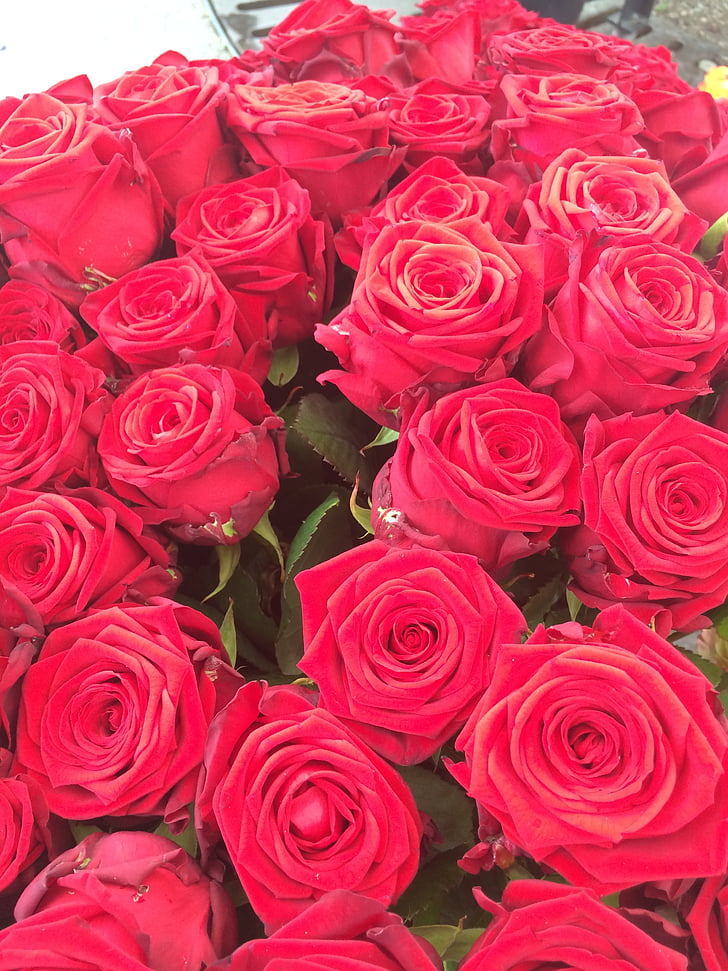 roosid, Armastus, lilled, punane, romantiline, punane roos, õis