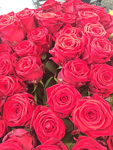 roser, kjærlighet, blomster, rød, romantisk, rød rose, Blossom