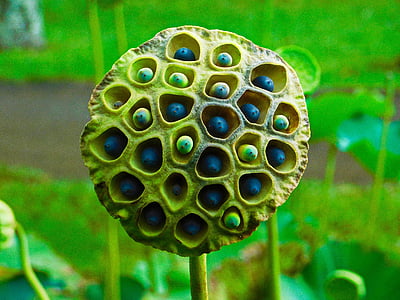 flores de loto, semillas de loto, trypopobhia, naturaleza, planta, Close-up