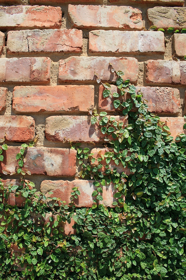 wall, brick, rows, regular, creeper, plant, green