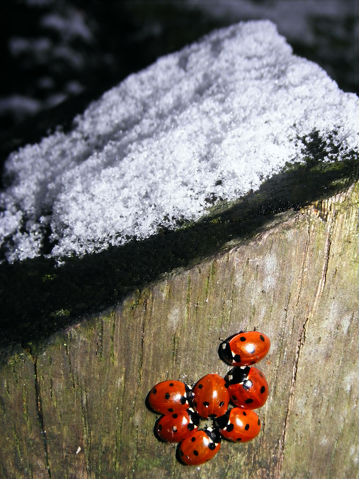 snø, Ladybug, Vinter
