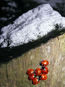 눈, 무당벌레, 겨울