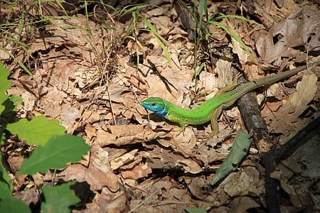 蓝色, 伪装, 森林, 绿色, 蝎虎座, 蜥蜴, 贝