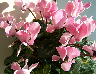 Cyclamen, roze, ingemaakte plant, roze bloemblaadjes