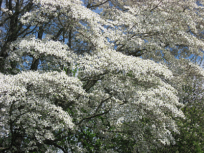 ramas de Cornejo, Dogwood, pasos al cielo, árbol, naturaleza, rama, primavera