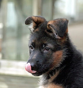 cucciolo, cane di pastore tedesco, Yummy, cane, animale, animali domestici, mammifero