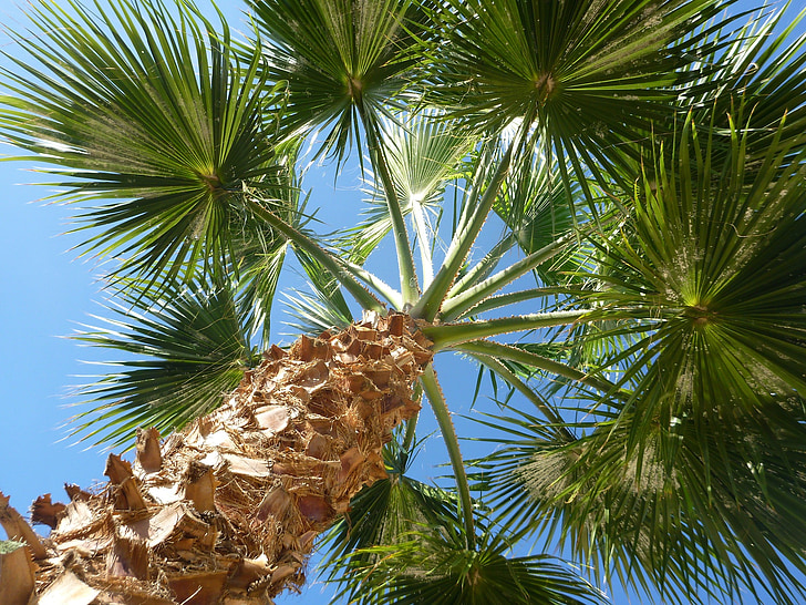 Palm, gökyüzü, doğa