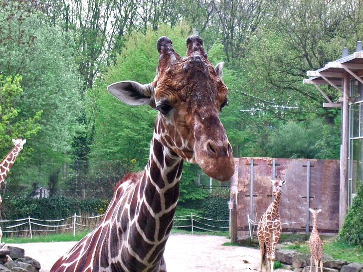 giraffe, mammal, zoo, males