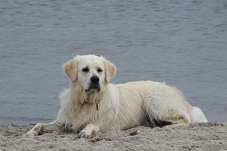 Golden retriever, hond, strand, gember van gouden Heide