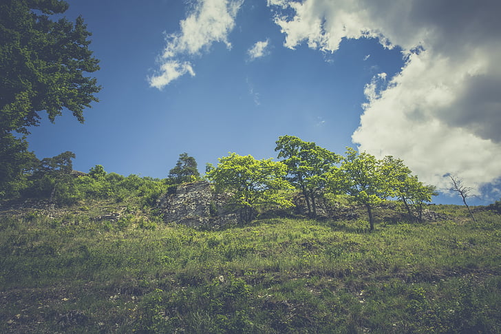 forest, hill, landscape, meadow, green, nature, sky