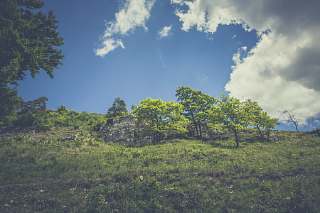 forest, hill, landscape, meadow, green, nature, sky