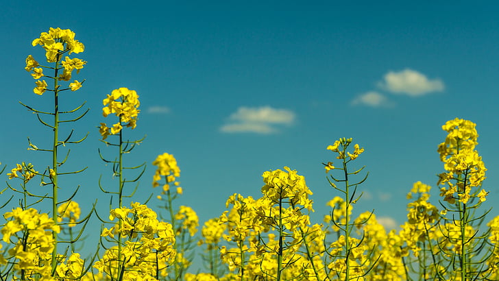 flora, flowers, nature, plants, rapeseed, sky, yellow