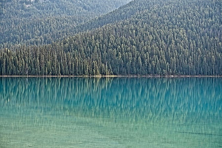 water, bos oever, reflectie, Lake, natuur, schilderachtige, rustige