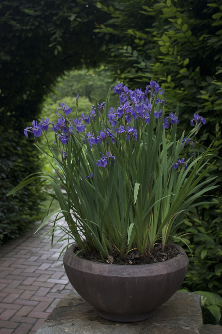 blomst, potteplante, natur, Iris