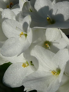 fleur, hortensia, Blossom, Bloom, Inflorescence :, blanc, Silver