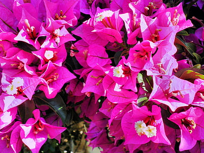 Bougainvillea, roosa, eksootiline lill