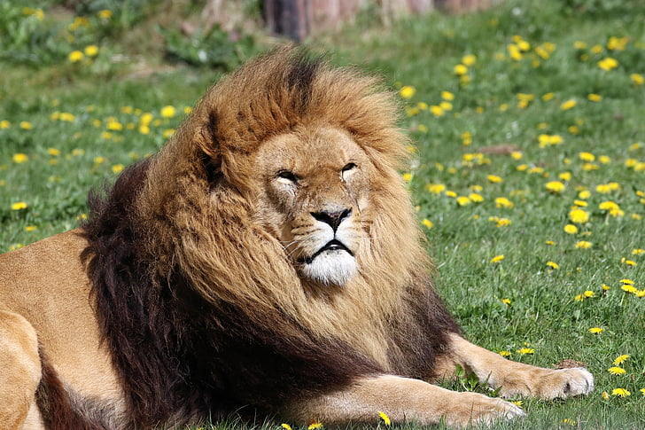 sư tử, Mane, động vật, động vật hoang dã, động vật ăn thịt, Châu Phi, đầu