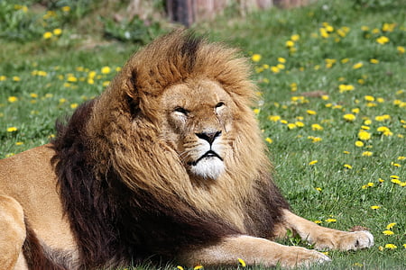 Leão, Juba, animal, vida selvagem, predador, Africano, cabeça