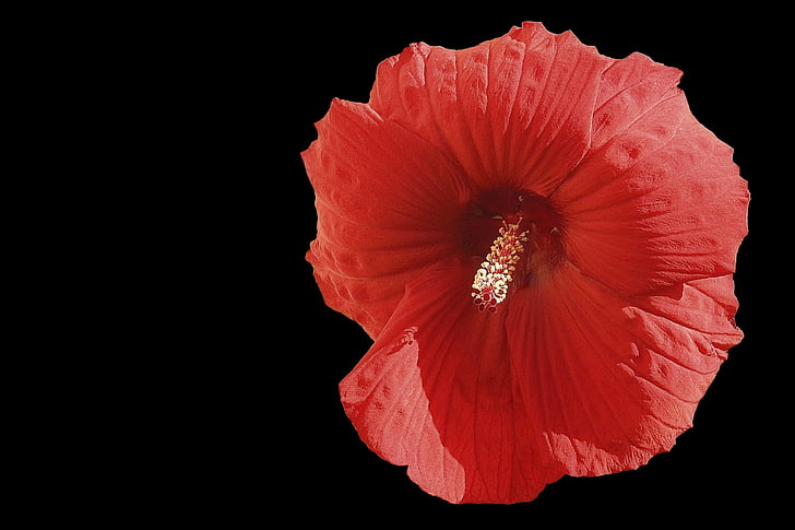 flor del hibisc:, hibisc gegant, vermell, hibisc, fons negre, natura, pètal