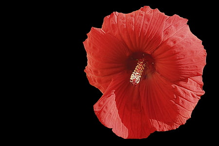 flor de hibisco, hibiscus gigante, vermelho, hibisco, fundo preto, natureza, pétala