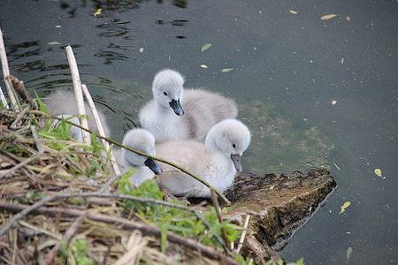 swan chicks, swan, swans, water bird, hatching, nest, fluff