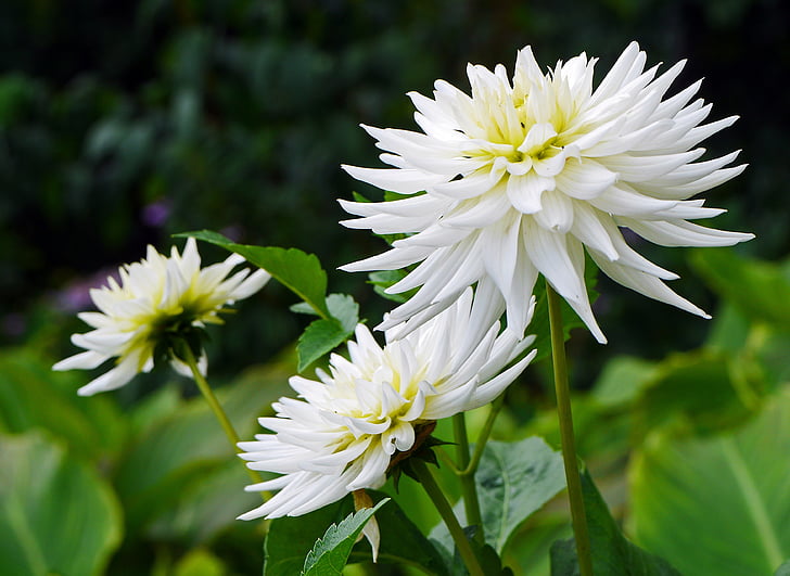 Dahlia, valkoinen, loppukesästä, rehevä, Blossom, Bloom, pensas