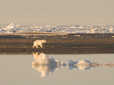 หมีขั้วโลก, หมี, ถิ่นทุรกันดาร, เดิน, อาร์กติก, นักล่า, ป่า
