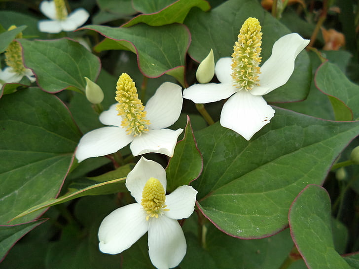 bunga, Dogwood, alam, bunga putih, bunga musim panas, Flora, putih