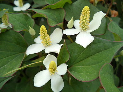 flori, dogwood, natura, flori albe, flori de vara, Flora, alb