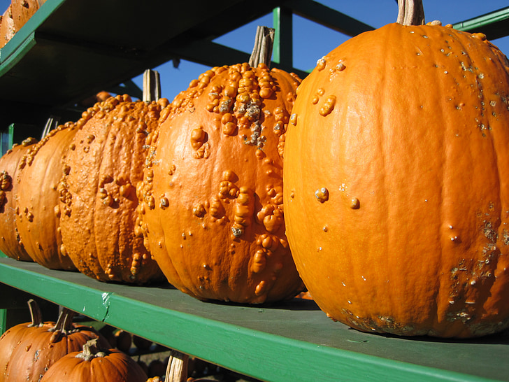 pumpkin, bumpy, orange, autumn, market