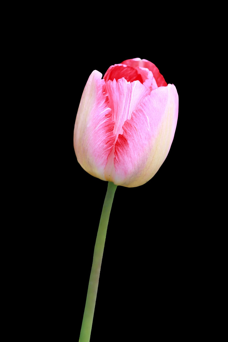 Tulipa, flor, vermell, Rosa, flor, close-up, bonica