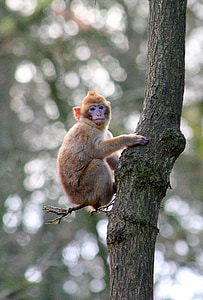 singe, Macaque, animal, primate, mammifère, sauvage, faune