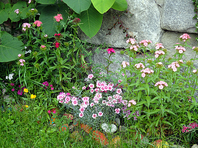 정원, 바트 정 향, 꽃, 밝은, 핑크, 레드, 하얀