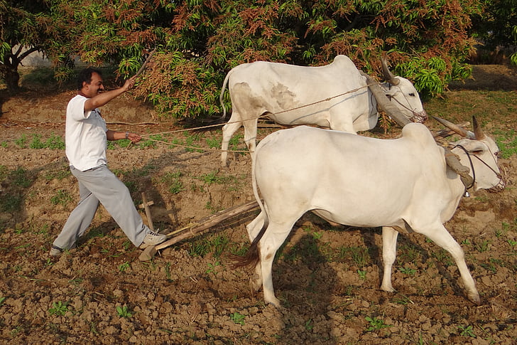 Ox plough, boer, TILLING, furrowing, India, Ox, Plough