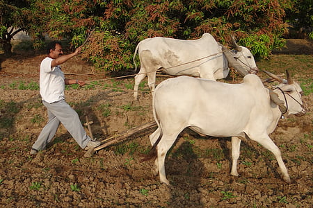 βόδι άροτρο, αγρότης, οργώνουν, furrowing, Ινδία, βόδι, άροτρο