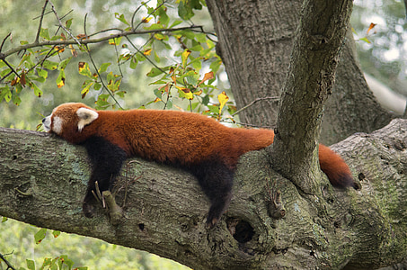 panda rosso, Zoo di, rosso, Panda, animale, selvaggio, carina