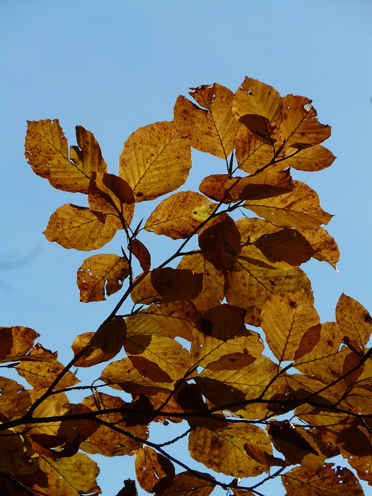 pöök, Fagus sylvatica, Fagus, heitlehised puud, kuldne sügis, kuldne oktoober, Sügis