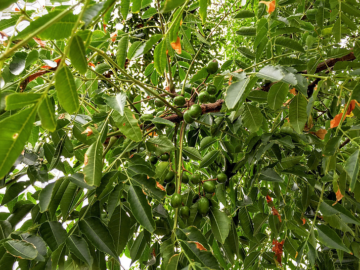 Melia azedarach, White cedertræ, chinaberry træ, perle-træ, Cape lilla, syringa berrytree, Persisk-lilla