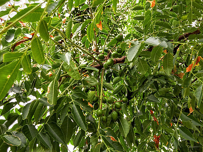 Melia azedarach, cèdre blanc, arbre chinaberry, perle-arbre, Lilas de Cap, Syringa berrytree, persan lilas